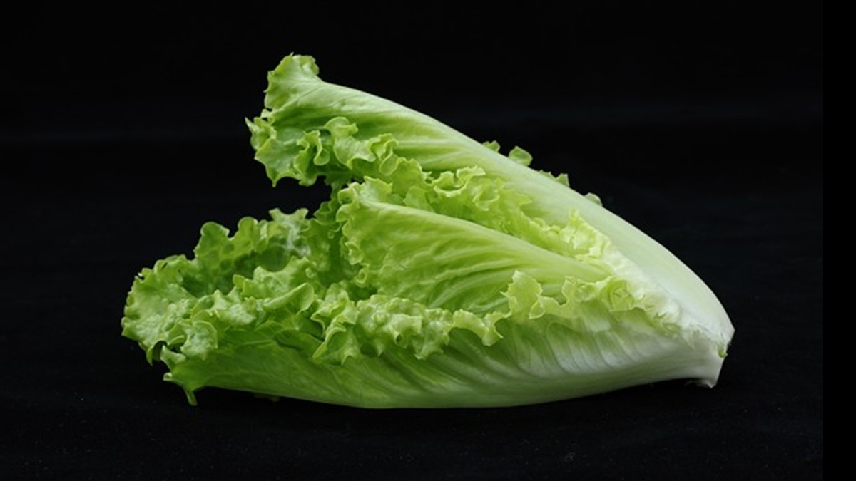 Lechuga Romana.jpg